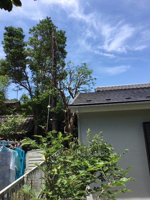 神奈川県鎌倉市雪ノ下-庭木・植木の剪定の作業完了05