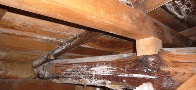 屋根から雨水が侵入してカビ生育してしまった状態の天井裏の写真