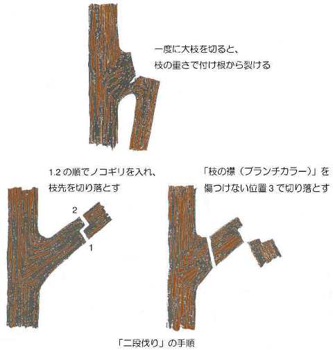 剪定　-　二段伐りの手順説明