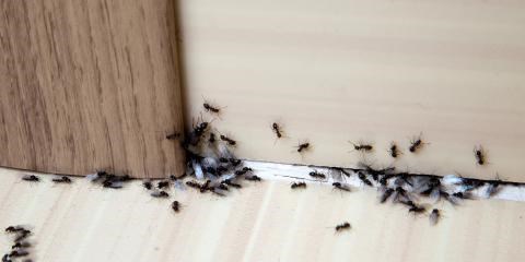 家屋内に浸入した蟻 アリ の駆除と侵入されない為の予防対策の解説 公式 らいふぱる