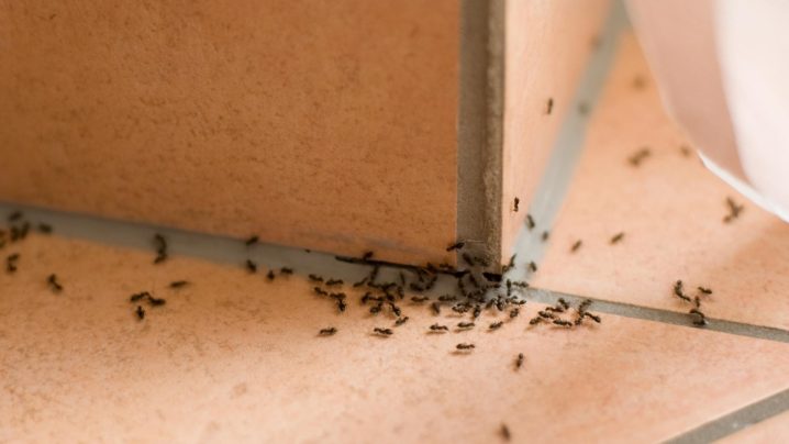 家屋内に浸入した蟻 アリ の駆除と侵入されない為の予防対策の解説 公式 らいふぱる